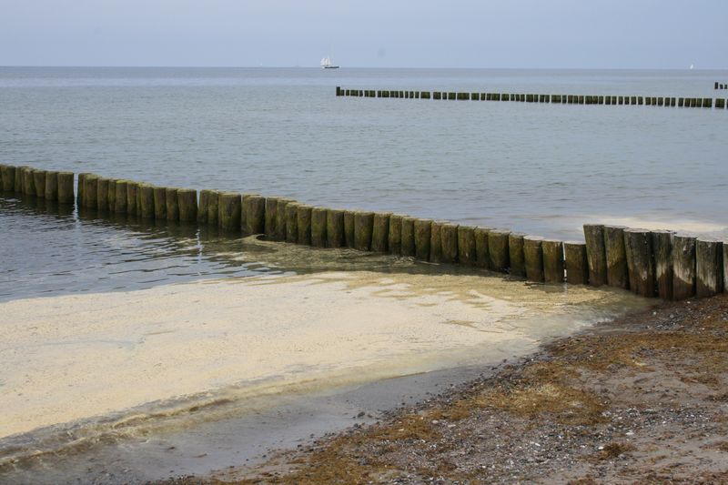 Blütenstaub auf der Ostsee